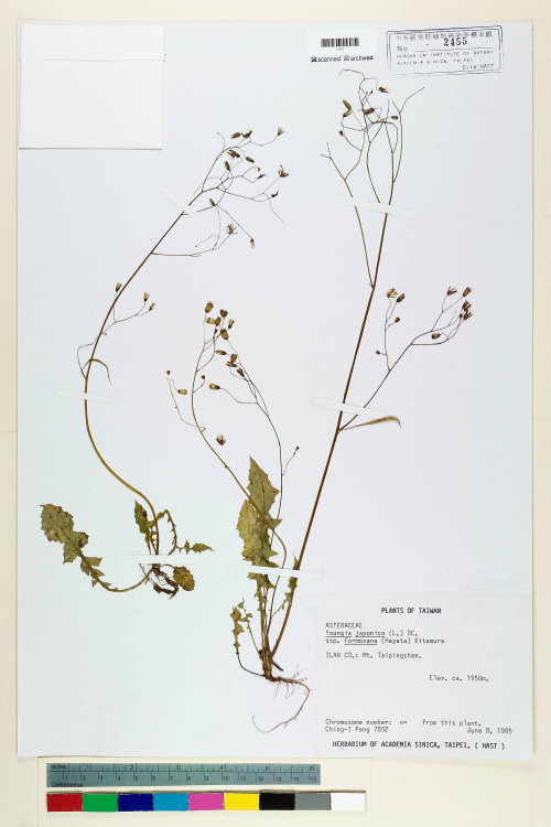 Youngia japonica (L.) DC. subsp. monticola Koh Nakam. & C.I Peng_標本_BRCM 5486
