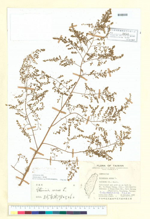 Artemisia annua L._標本_BRCM 6750