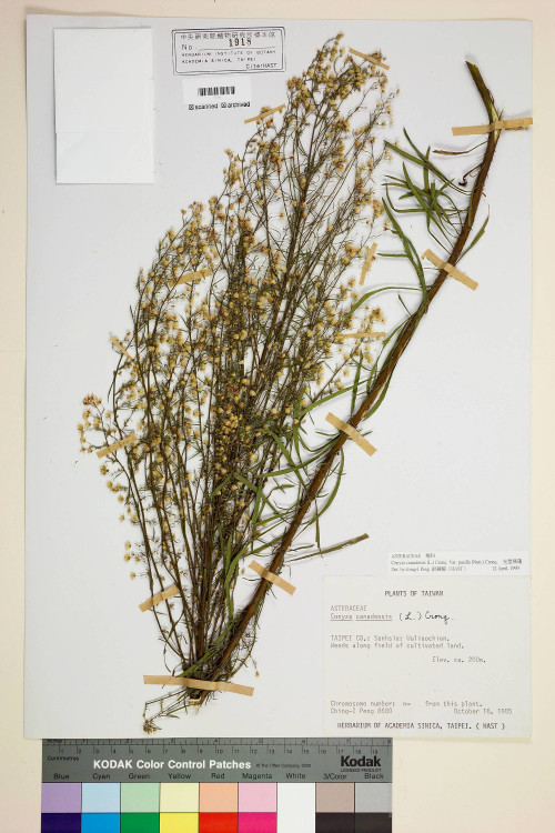 Conyza canadensis (L.) Cronq. var. pusilla (Nutt.) Cronq._標本_BRCM 6740