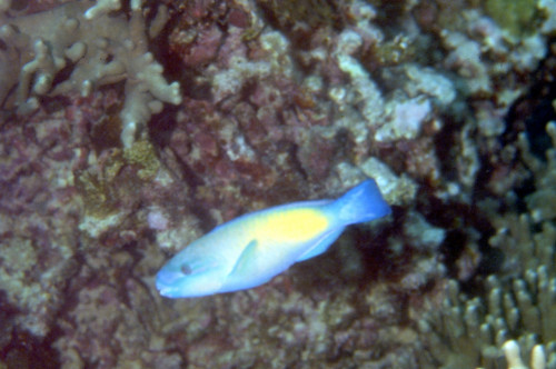 藍頭綠鸚哥魚