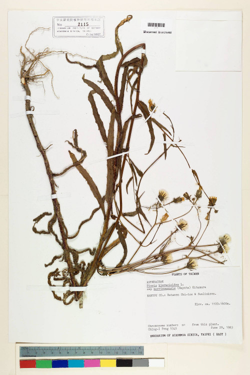 Picris hieracioides L. subsp. morrisonensis (Hayata) Kitam._標本_BRCM 6389