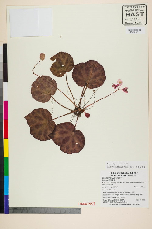 Begonia tagbanua標本_BRCM 2576