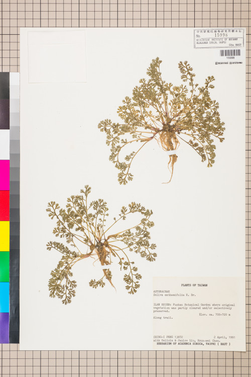 Soliva anthemifolia (Juss.) R. Brown ex Less._標本_BRCM 5071