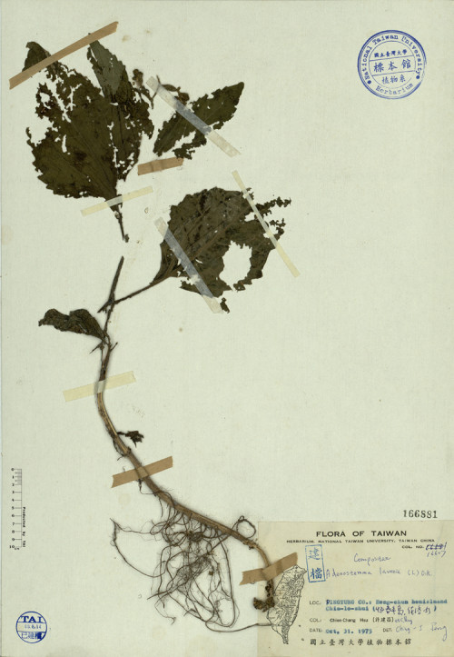 Adenostemma lavenia (L.) O. K._標本_BRCM 3834