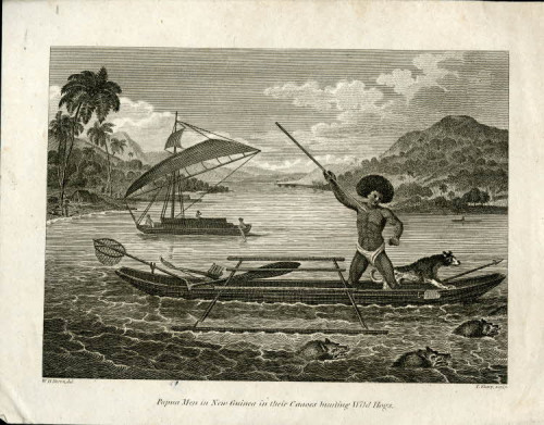 Papuan Men in Guinea in their Canoes hunting Wild Hogs