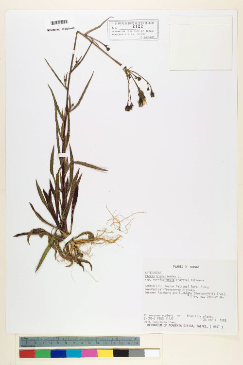 Picris hieracioides L. subsp. morrisonensis (Hayata) Kitam._標本_BRCM 7073