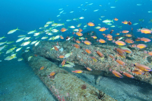 人工魚礁—花蓮石梯坪電桿礁