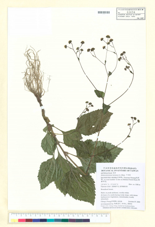 Adenostemma lavenia (L.) Kuntze_標本_BRCM 7551