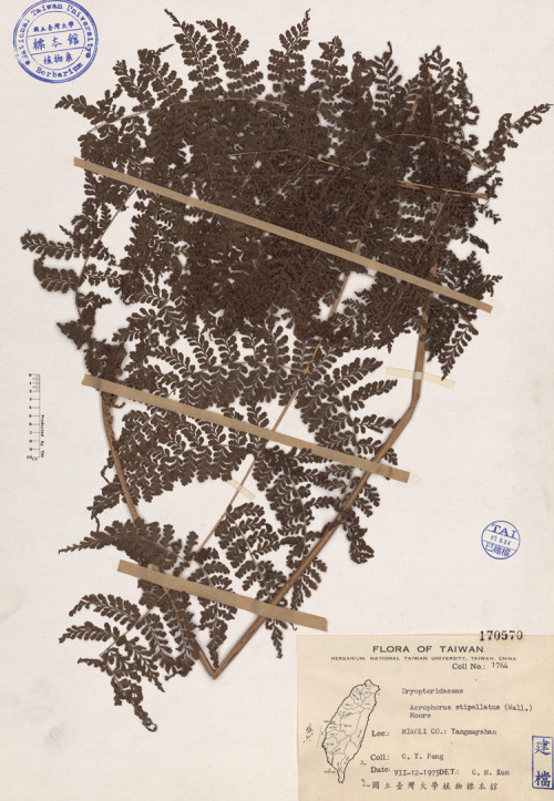 Acrophorus stipellatus (Wall.) Moore_標本_BRCM 4119