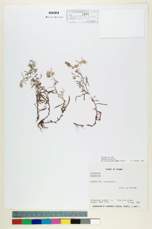 Gnaphalium calviceps Fernald_標本_BRCM 5591