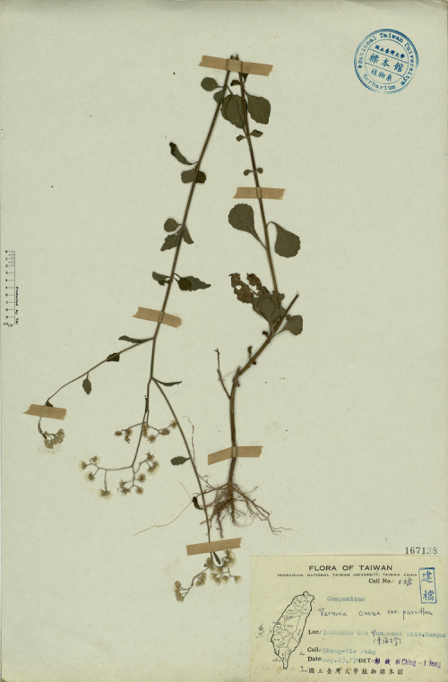 Vernonia cinerea var. parviflora_標本_BRCM 3874