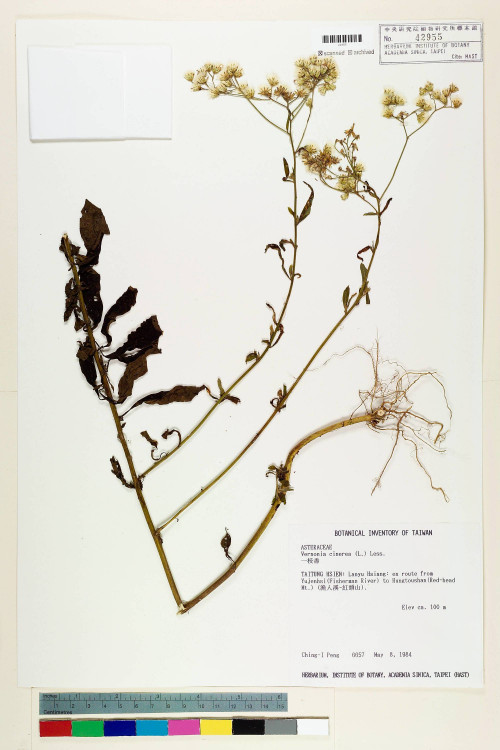 Vernonia cinerea (L.) Less._標本_BRCM 5093