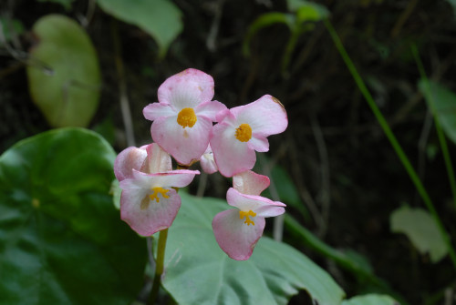 昌感秋海棠 (Begonia cavaleriei H.Lév.)	