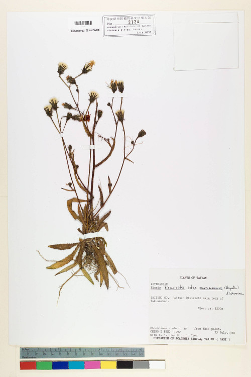 Picris hieracioides L. subsp. morrisonensis (Hayata) Kitam._標本_BRCM 7131