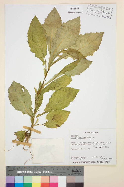 Blumea laciniata (Roxb.) DC._標本_BRCM 3804