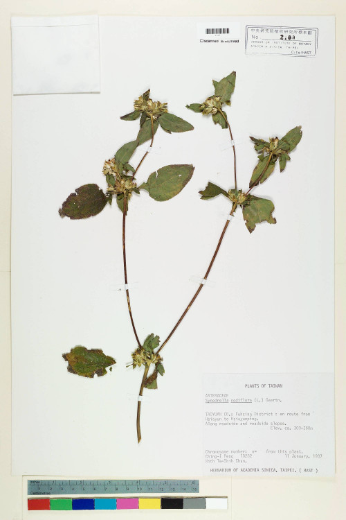 Synedrella nodiflora (L.) Gaertn._標本_BRCM 6908