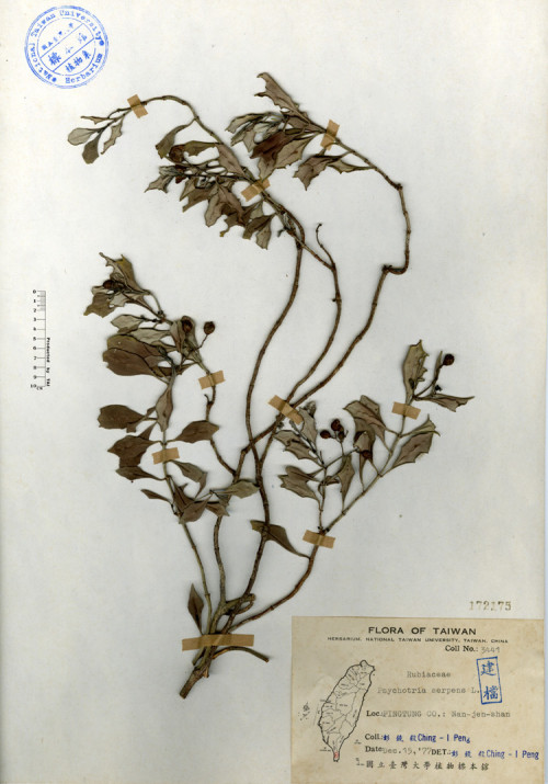 Psychotria serpens L._標本_BRCM 4248