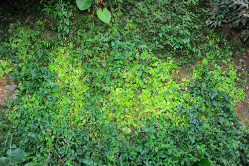 岩生秋海棠的生境遭小花蔓澤蘭入侵