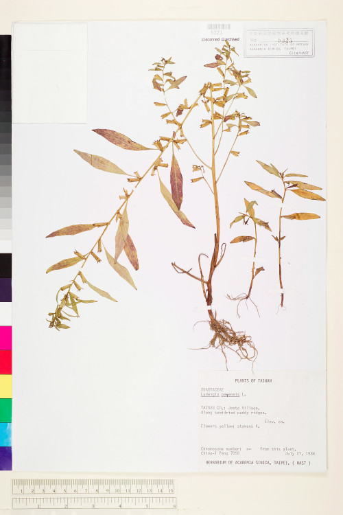 Ludwigia perennis L._標本_BRCM 3593