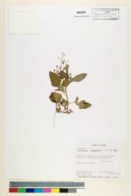 Dichrocephala integrifolia (L. f.) Kuntze_標本_BRCM 6935