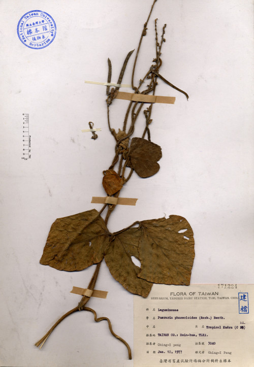 Pueraria phaseoloides (Roxb.) Benth._標本_BRCM 4172