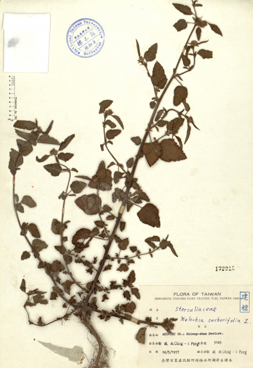 Melochia corchorifolia L._標本_BRCM 4402