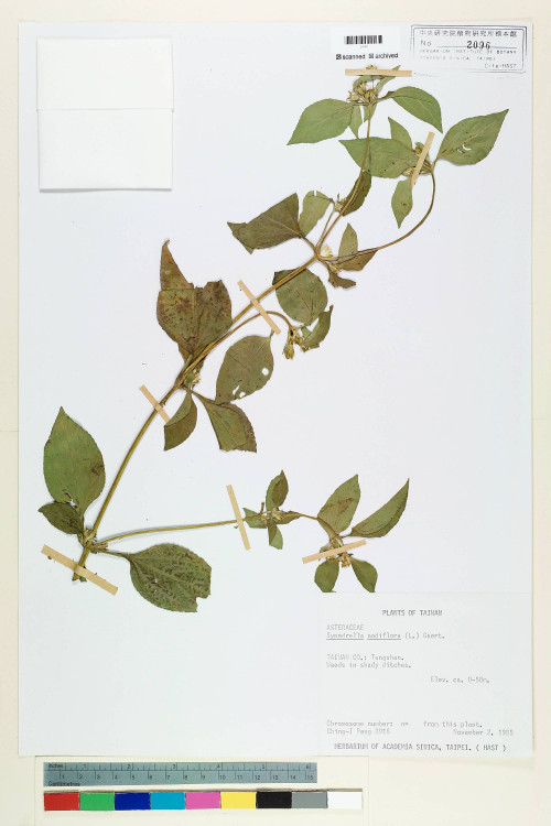 Synedrella nodiflora (L.) Gaertn._標本_BRCM 6763