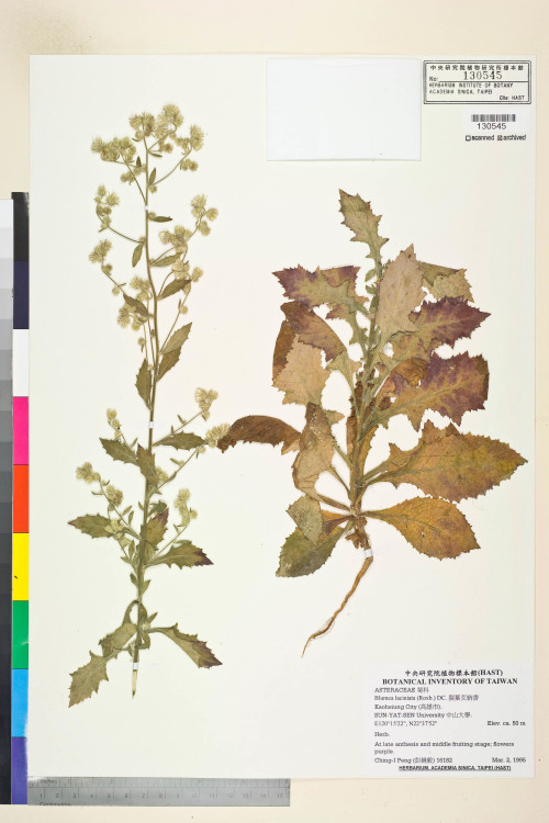 Blumea laciniata (Roxb.) DC._標本_BRCM 4964
