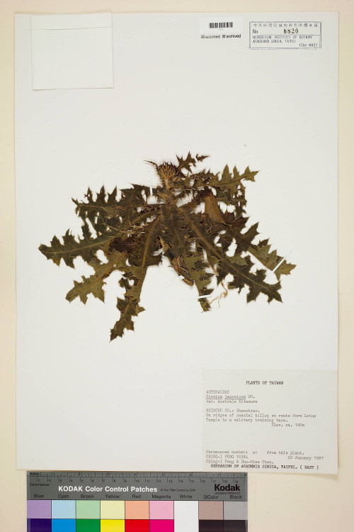 Cirsium japonicum DC. var. australe Kitam._標本_BRCM 5878