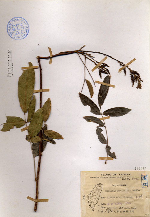 Millettia reticulata Benth._標本_BRCM 4548