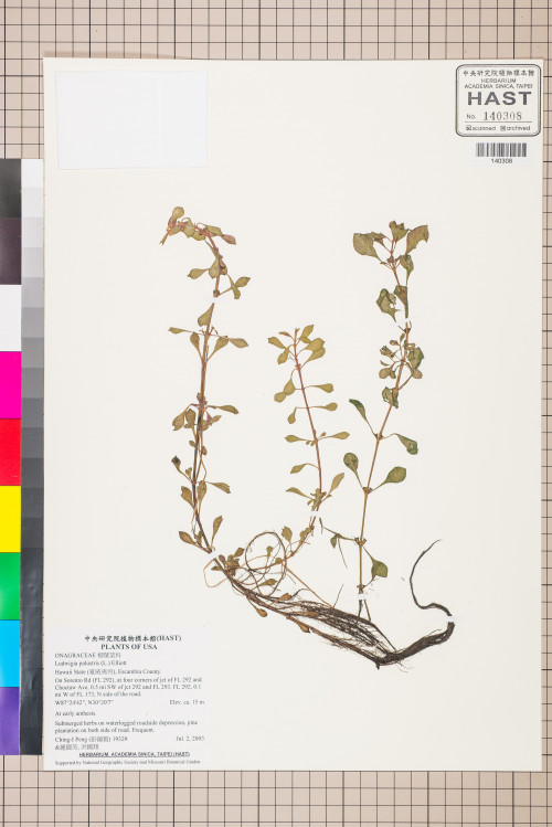 Ludwigia palustris (L.) Elliott_標本_BRCM 3479