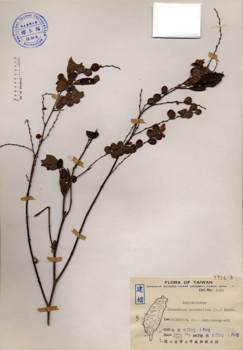 Desmodium pulchellum (L.) Benth._標本_BRCM 4197