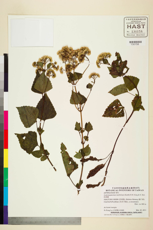 Austroeupatorium inulifolium (Kunth) R.M. King & H. Rob._標本_BRCM 6199
