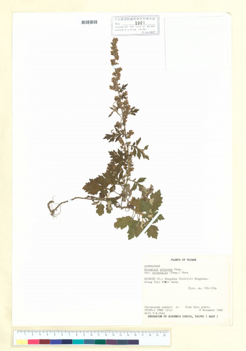 Artemisia princeps Pamp. var. orientalis (Pamp.) Hara_標本_BRCM 7177