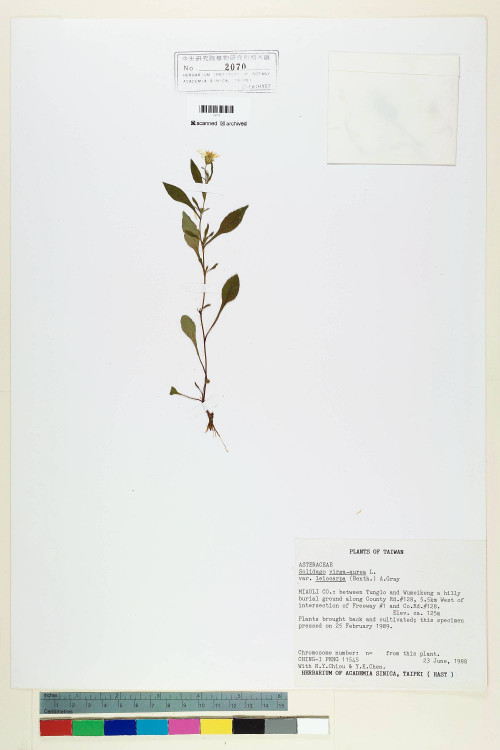 Solidago virgaurea L. var. leiocarpa (Benth.) A. Gray_標本_BRCM 7090
