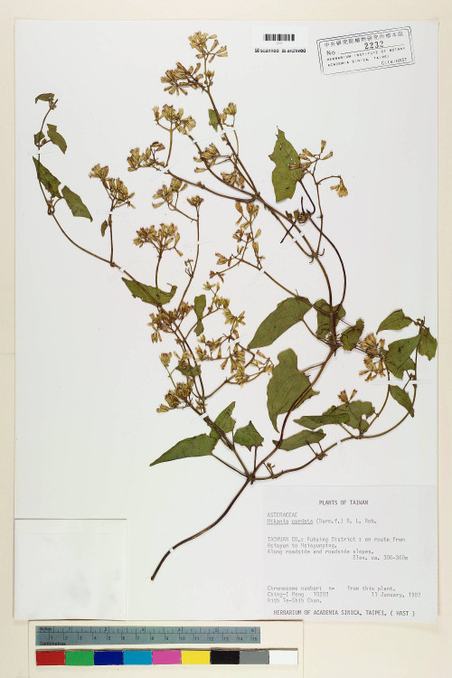 Mikania cordata (Burm. f.) B. L. Rob._標本_BRCM 6909