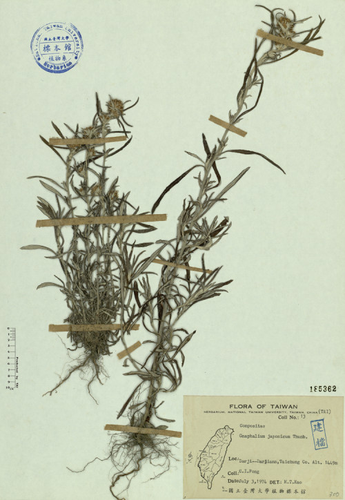 Gnaphalium japonicum Thunb._標本_BRCM 4553