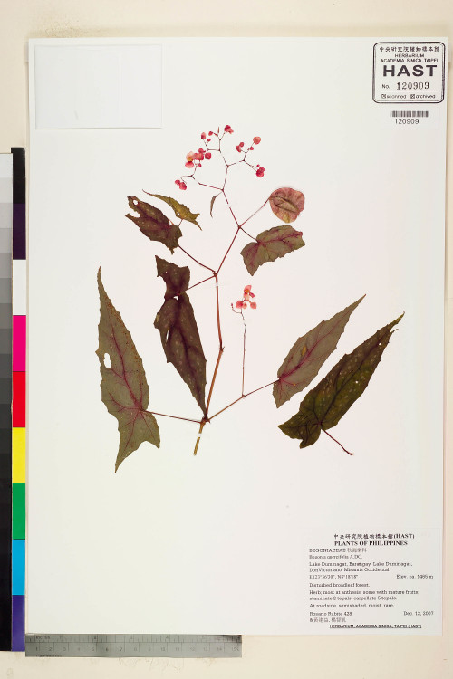 Begonia quercifolia標本_BRCM 2262