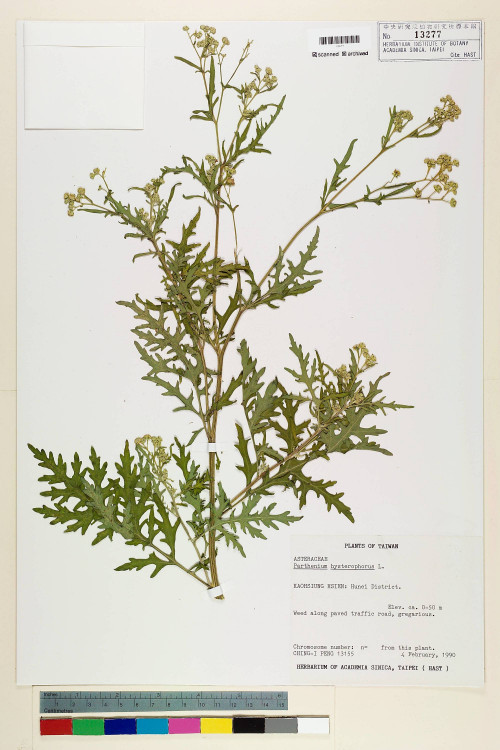 Parthenium hysterophorus L._標本_BRCM 5651