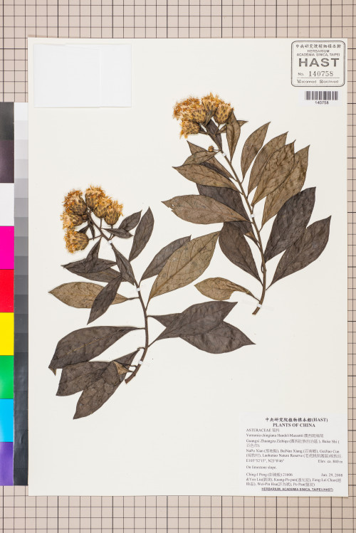 Vernonia chingiana Handel-Mazzetti_標本_BRCM 5157