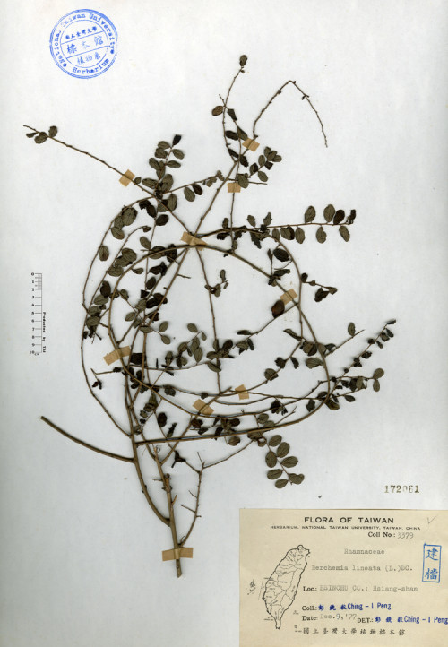 Berchemia lineata (L.) DC._標本_BRCM 4222