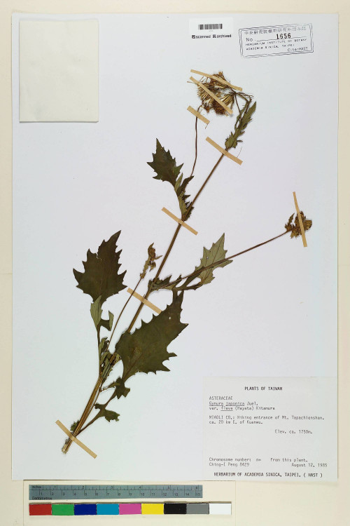 Gynura japonica (Thunb.) Juel var. flava (Hayata) Kitam._標本_BRCM 6720