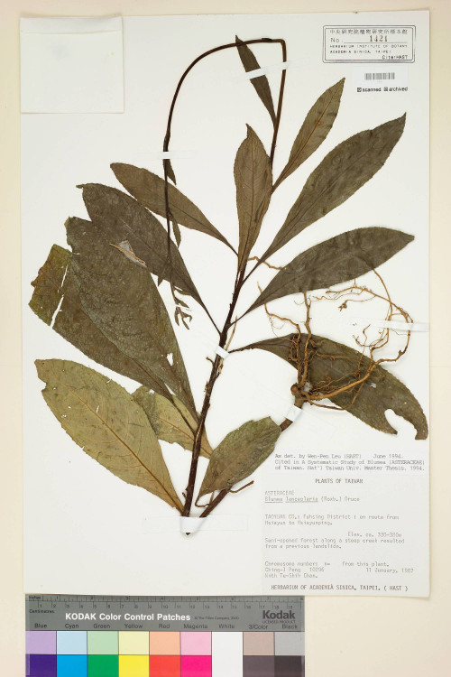 Blumea lanceolaria (Roxb.) Druce_標本_BRCM 4837