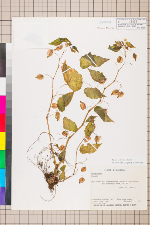 Begonia wallichiana標本_BRCM 957