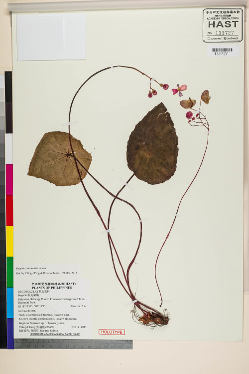 Begonia taraw標本_BRCM 2574