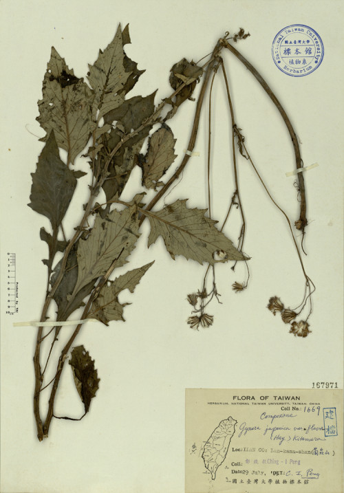 Gynura japonica var. flava (Hay.) Kitamura_標本_BRCM 3963