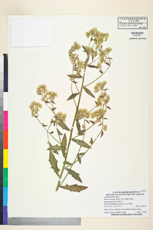 Blumea laciniata (Roxb.) DC._標本_BRCM 4968