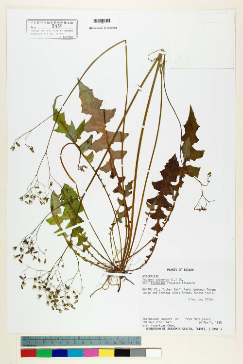 Youngia japonica (L.) DC. subsp. formosana (Hayata) Kitam._標本_BRCM 5502
