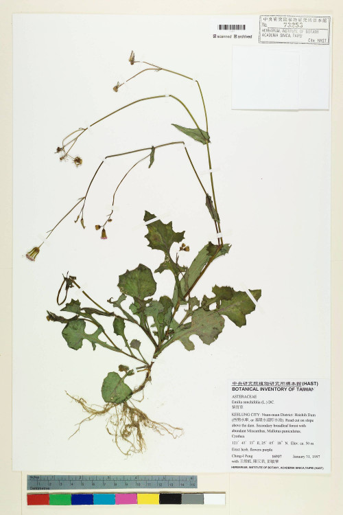 Emilia sonchifolia (L.) DC._標本_BRCM 5234