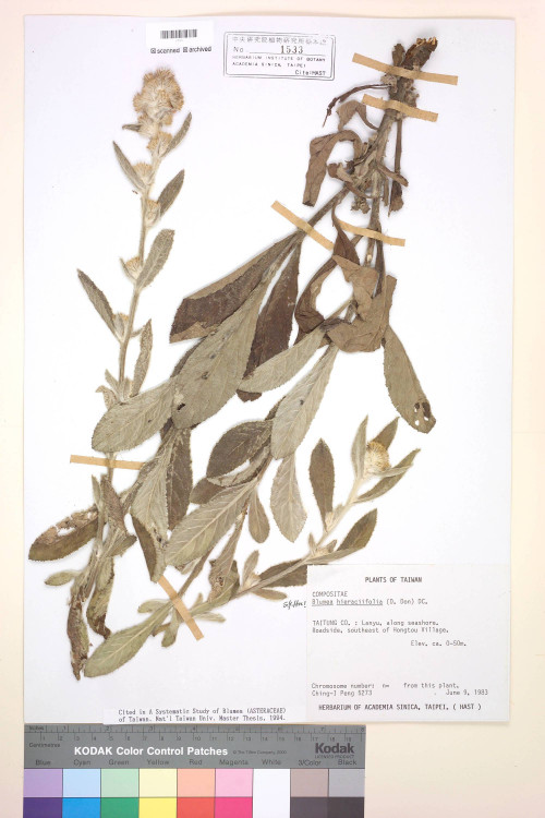 Blumea hieracifolia (D. Don) DC._標本_BRCM 3735